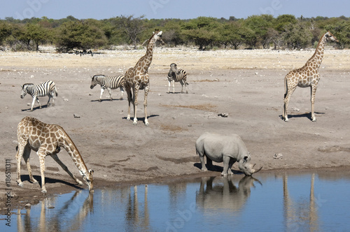 African wildlife at a waterhole in Namibia