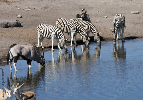 African Wildlife at a waterhole in Namibia