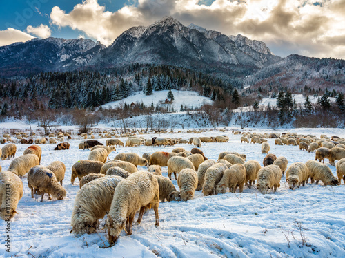 Flock of sheep at the bottom of the mountain