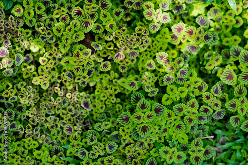 Green leaves natural background  wallpaper  . leaf texture. green leaves wall background © waranyu