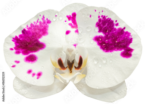 Fototapeta Naklejka Na Ścianę i Meble -  orchidée blanche panachée, fond blanc 