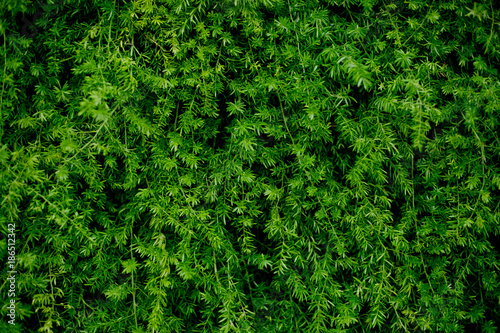 Green leaves natural background wallpaper . leaf texture. green leaves wall background