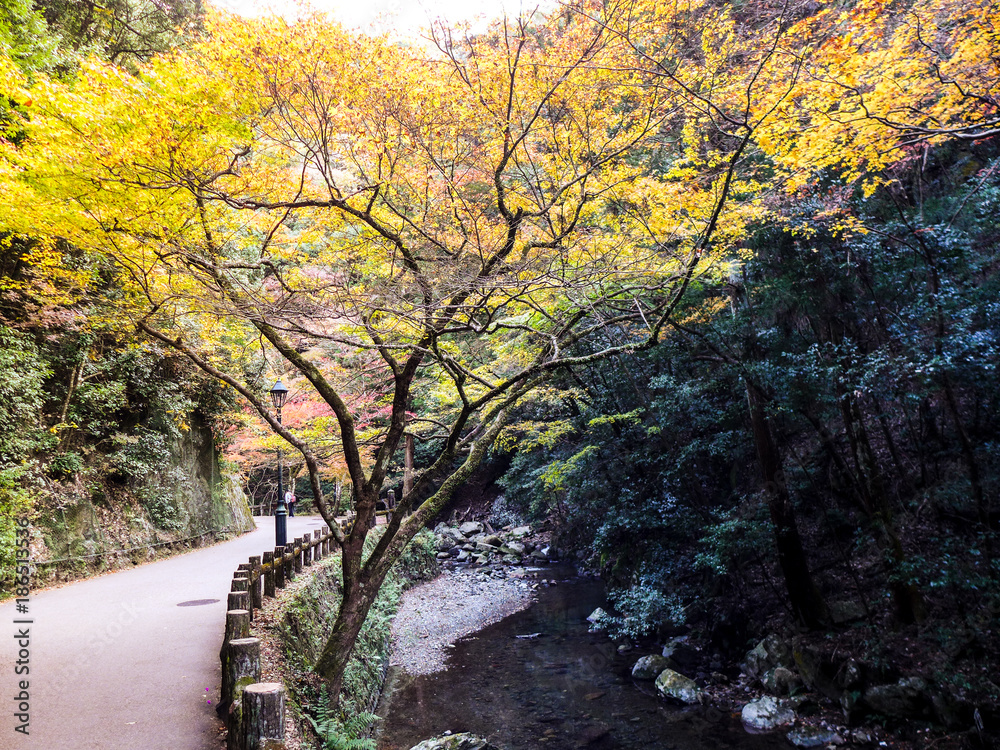 colorful of leaves in the autumn , Nikko , Japan colorful of leaves in the autumn , Nikko , Japan