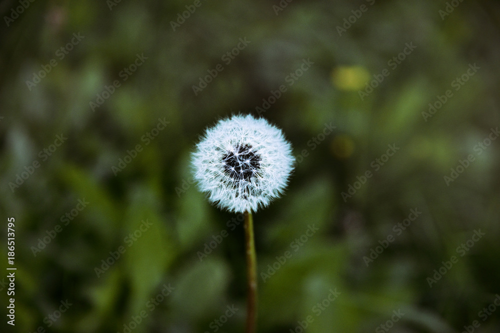 dandelion dandelion