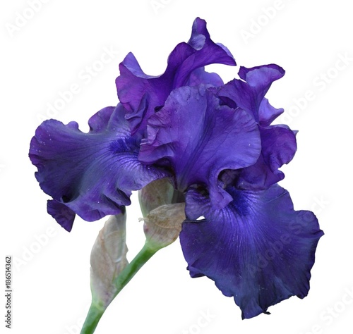 iris flower