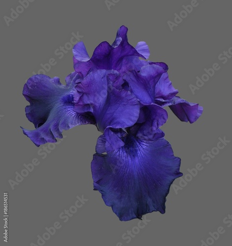 iris flower