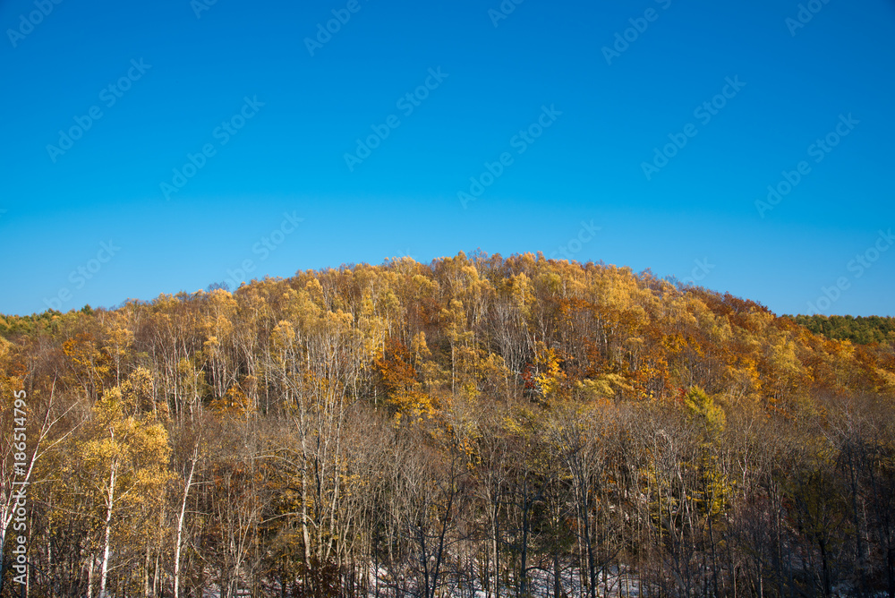 紅葉 国設滝野スズラン丘陵公園 紅葉 国設滝野スズラン丘陵公園