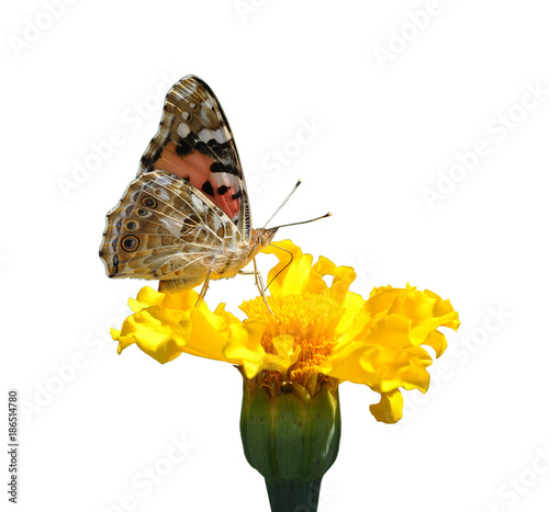 butterfly on flower