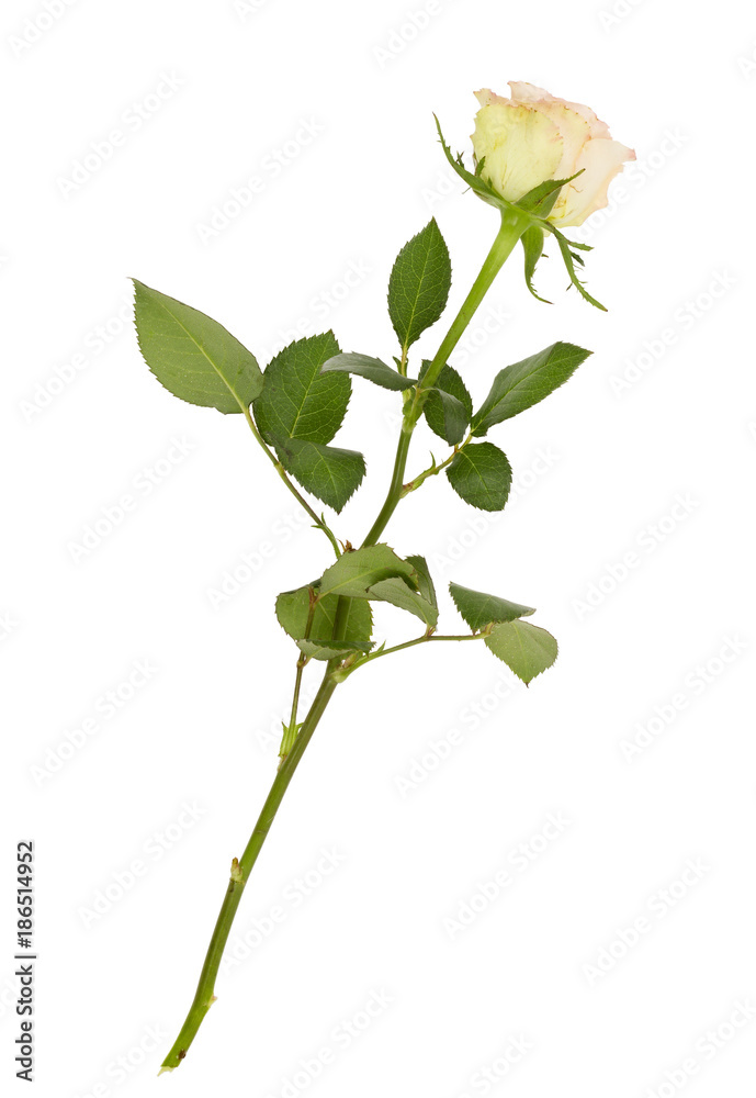 Fototapeta premium Lonely fresh yellow rose flower.