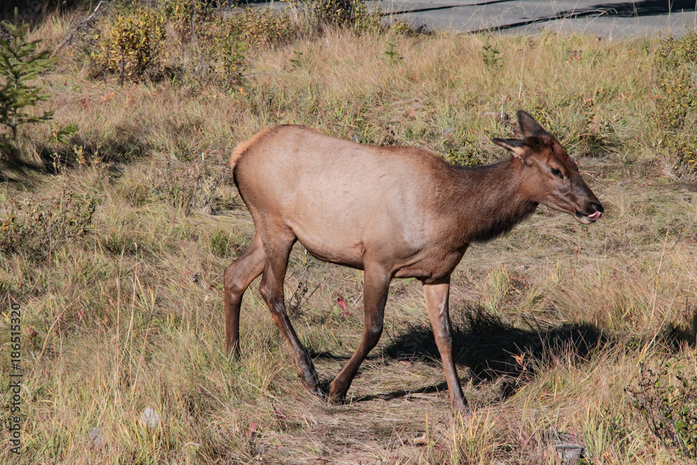 Fototapeta premium Landschaft Aufnahmen in Canada von Natur, Gebirge, Tier und Architektur