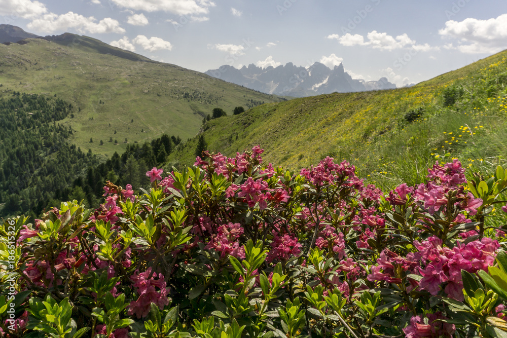 Mountain flowers on the background of the peaks. Dolomites. Italy