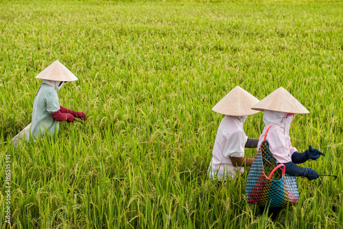 Wallpaper Mural Vietnamese women work in a rice paddy in the Mekong delta near Vinh Long. The Mekong delta is a major tourist destination to experience rural Vietnam.  Torontodigital.ca