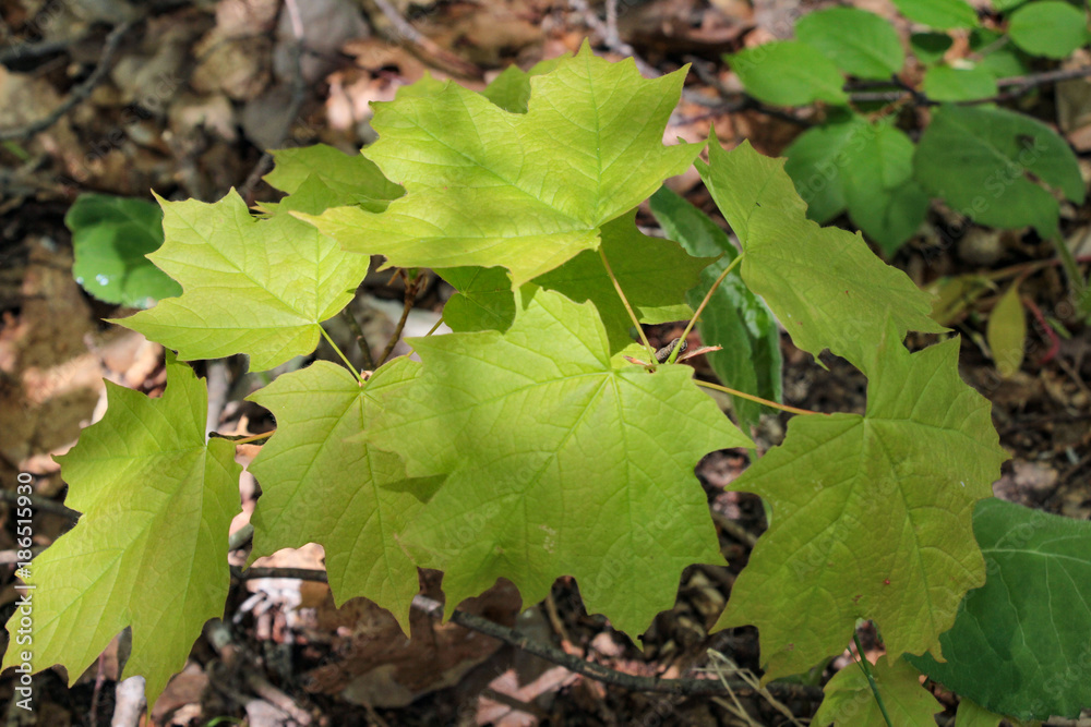 Fototapeta premium Landschaft Aufnahmen in Canada von Natur, Gebirge, Tier und Architektur