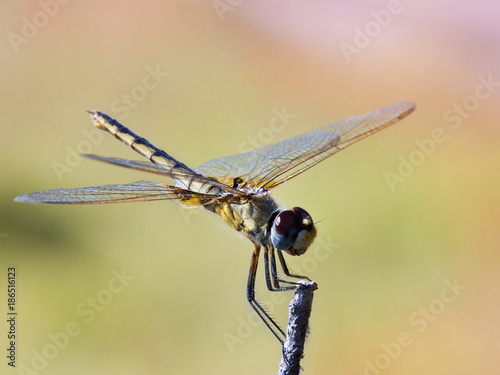 Dragonfly - Okavango Delta - Botswana