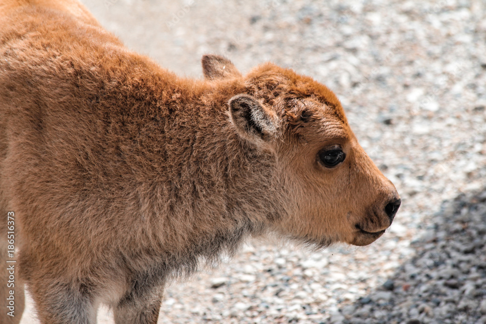 Fototapeta premium Landschaft Aufnahmen in Canada von Natur, Gebirge, Tier und Architektur