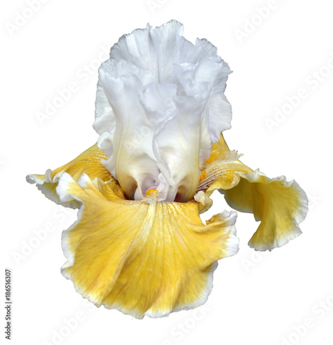 iris flower
