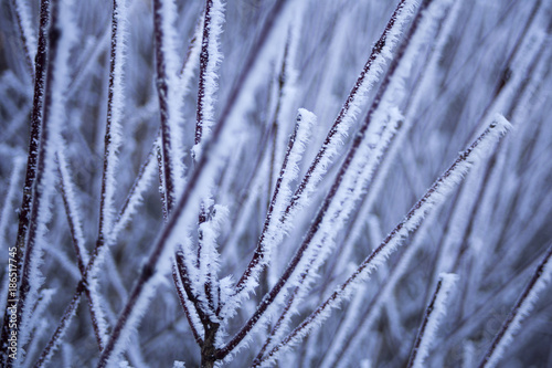 Frost on branch © Nino Pavisic