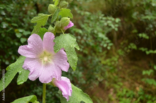 çiçek photo