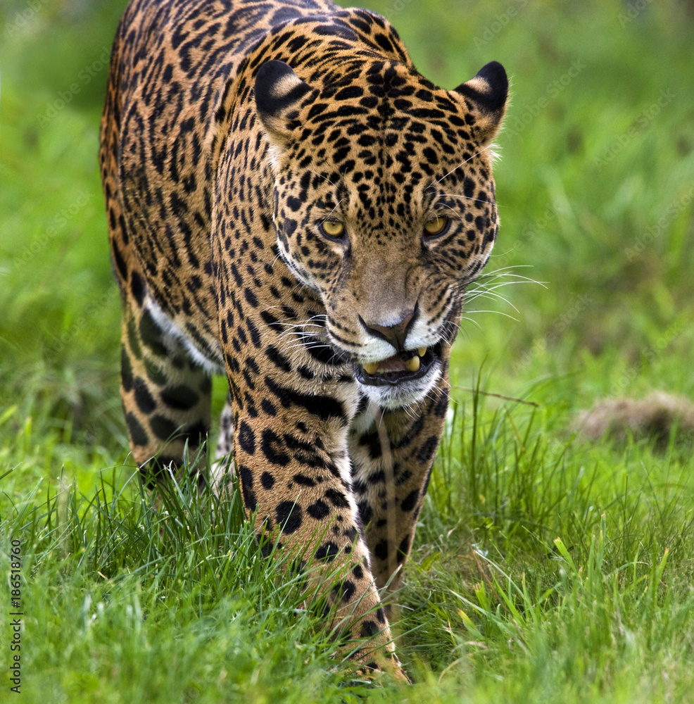Fototapeta premium Jaguar (Panthera onca) - Brazil