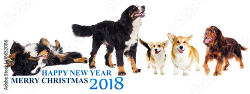 2018 new year and christmas, dog