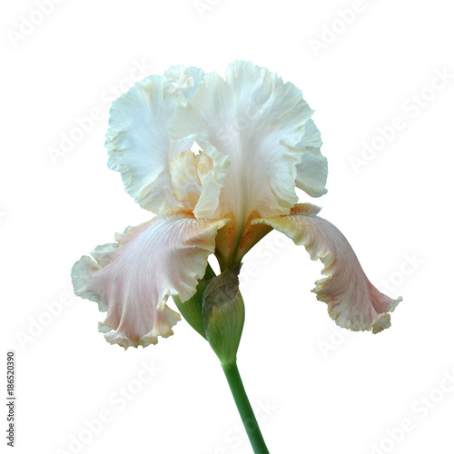 iris flower