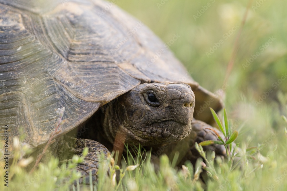 Big spur thighed turtle (Testudo graeca) in the grass, Macin Mountains, Dobrogea Big spur thighed turtle (Testudo graeca) in the grass, Macin Mountains, Dobrogea