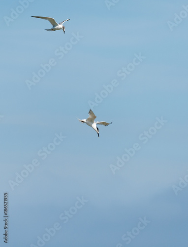 A Sandwich tern (Thalasseus sandvicensis) shortly before diving for food