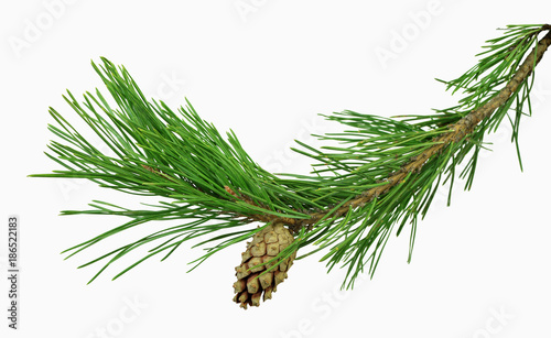 Fotografia pine branch with cones, isolated without a shadow