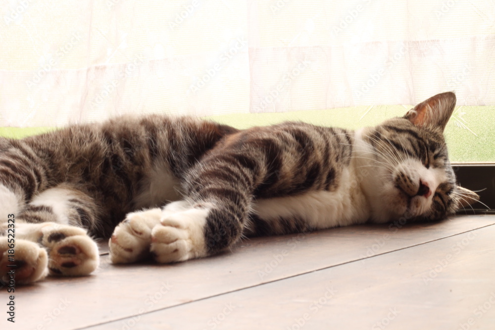 寝ているキジトラ白の成猫 Stock Photo Adobe Stock