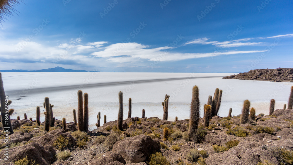 Incahuasi island, Uyuni Saline Salar de Uyuni, Aitiplano, Bolivia