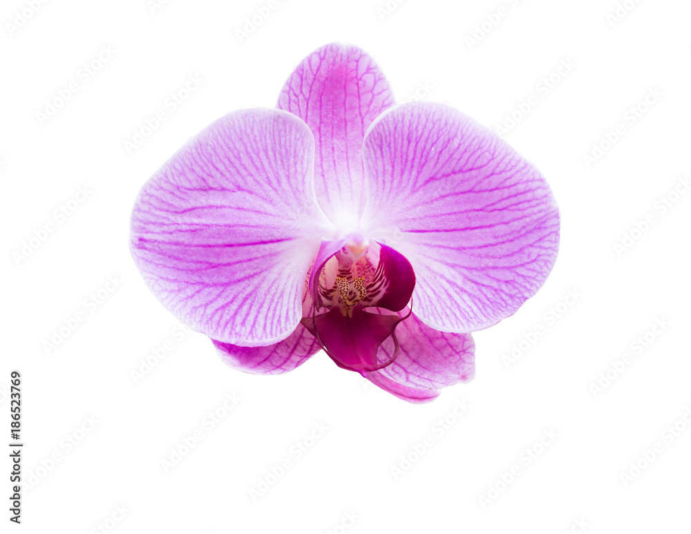 Obraz premium Isolated Orchid