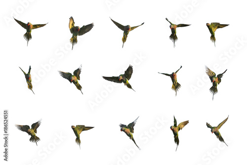 Set of red-breasted parakeet flying isolated on white background