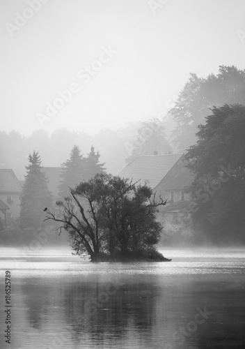 Fog over the tree