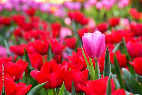 pink tulip in red tulips garden