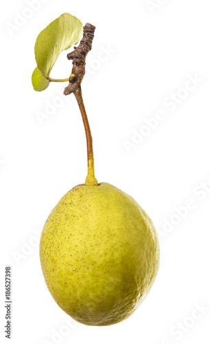 Ripe pears on a branch with leaves. isolated on white background