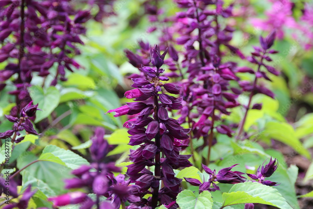 Salvia splendens flower Salvia splendens flower