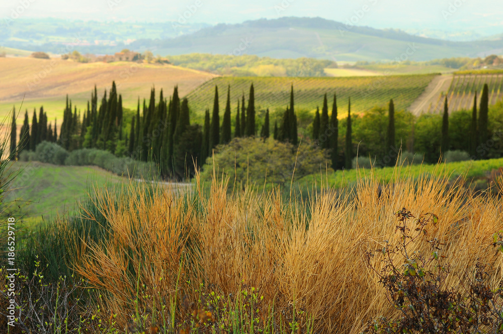 Tuscany, Beautiful Landscape with Olive Trees and cypress near Castellina in Chianti, Siena. Italy.