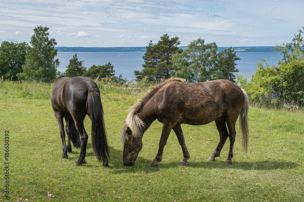 Icelandic horses grazing in a green field with view over water Icelandic horses grazing in a green field with view over water
