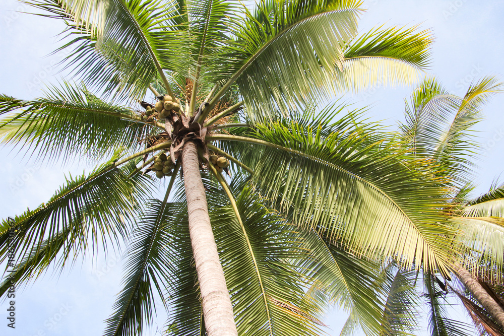 Fototapeta premium Landschaft und Tieraufnahmen in Costarica