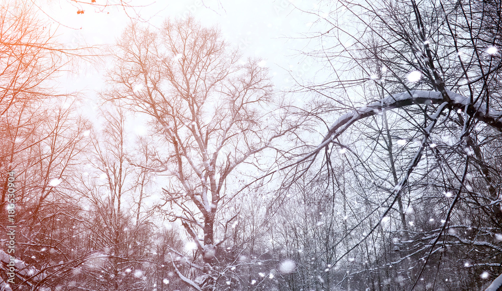 Winter landscape snow covered expanses. A park in the winter in 