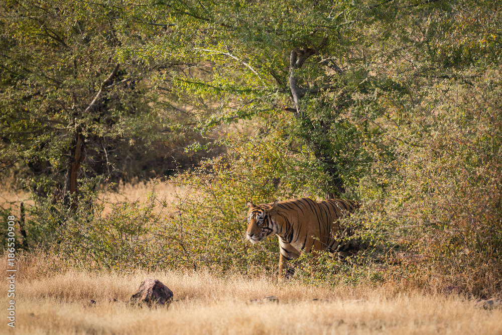 A wild tiger from ranthambore national park, India A wild tiger from ranthambore national park, India