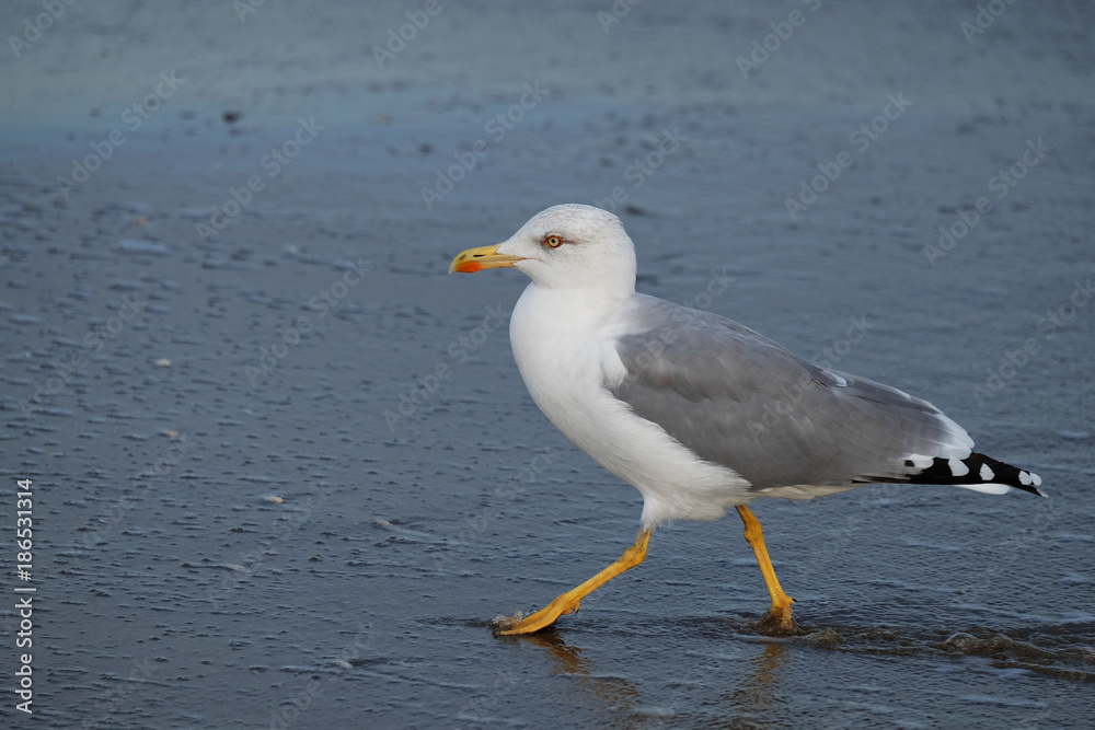 Möwe Möwe