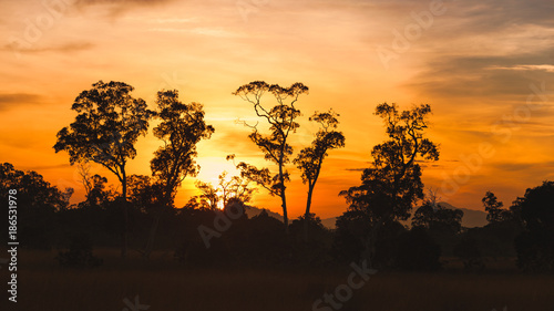 Silhouette forest and sawanna in Sunrise. © Korradol