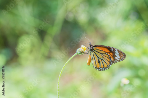 butterfly fly in nature. green blurred background