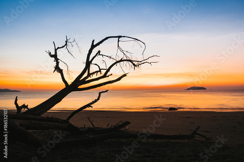 silhouette of dry tree on the beach at sunset.