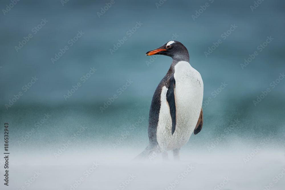 Fototapeta premium Gentoo penguin walking on a coast on a windy day, Falkland Islands.
