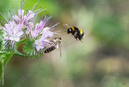 A bee collects nectar from a purple flower, a bumblebee in flight © Igor