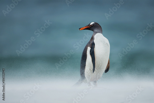 Gentoo penguin walking on a coast on a windy day  Falkland Islands.