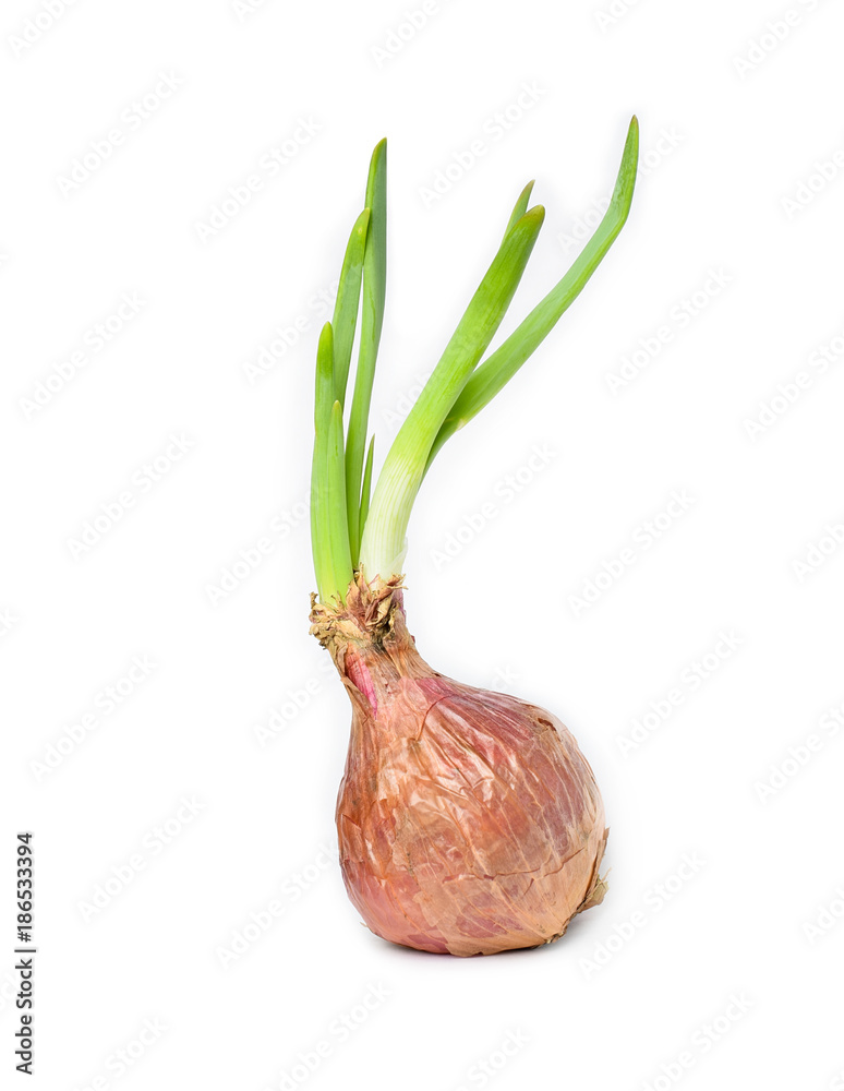 Onion bulb with fresh green sprouts on white background