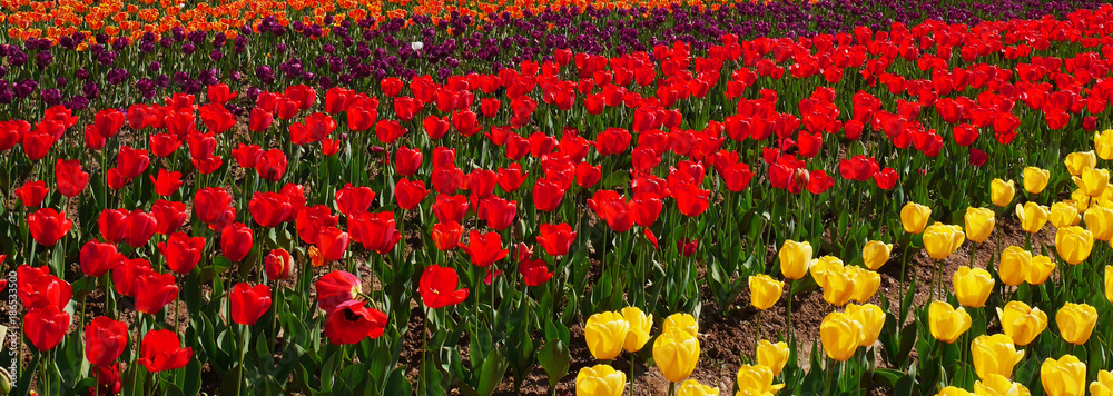 Colorful tulip garden in Srinagar, Kashmir, India Colorful tulip garden in Srinagar, Kashmir, India